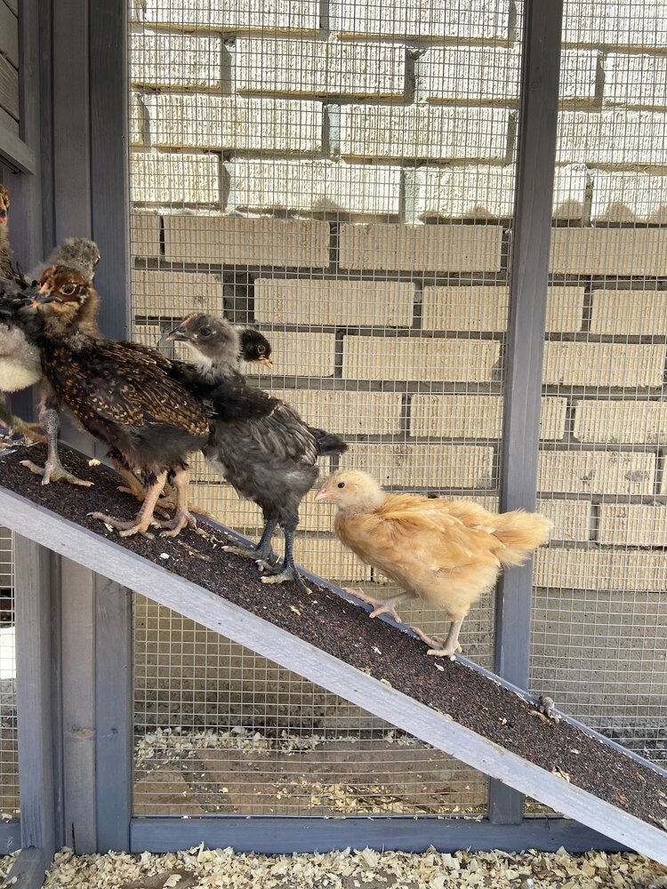Getting Started With Chickens