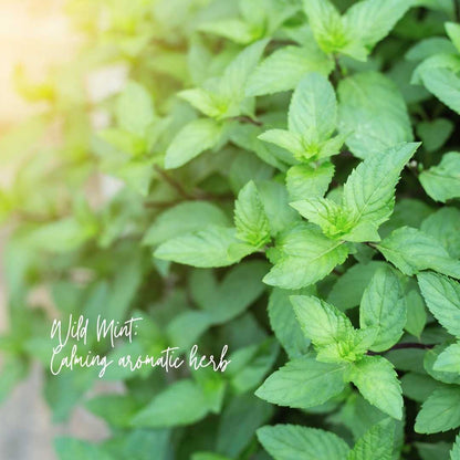 Magnolia Mint Clean and Uplifting Oil Blend: Wild Mint, Orange Blossom, Eucalyptus, Lemon, Mint + Tomato Leaf Scented