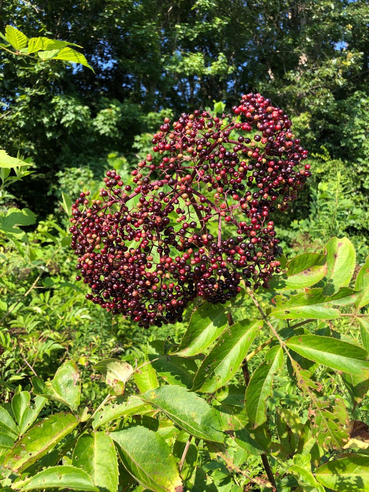 Dried Black Elderberries - Organic - 1 Pound