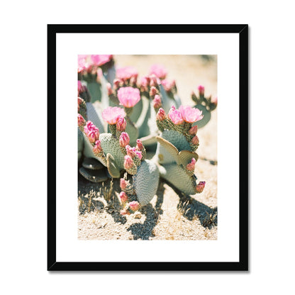 Pink Blossomed Cactus