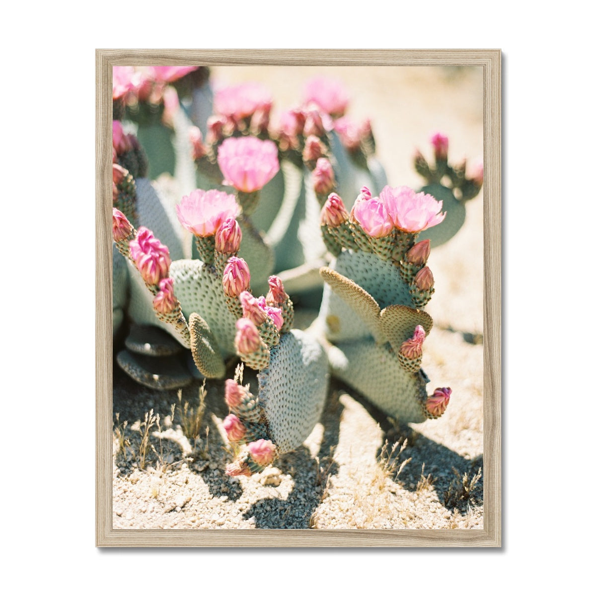 Pink Blossomed Cactus