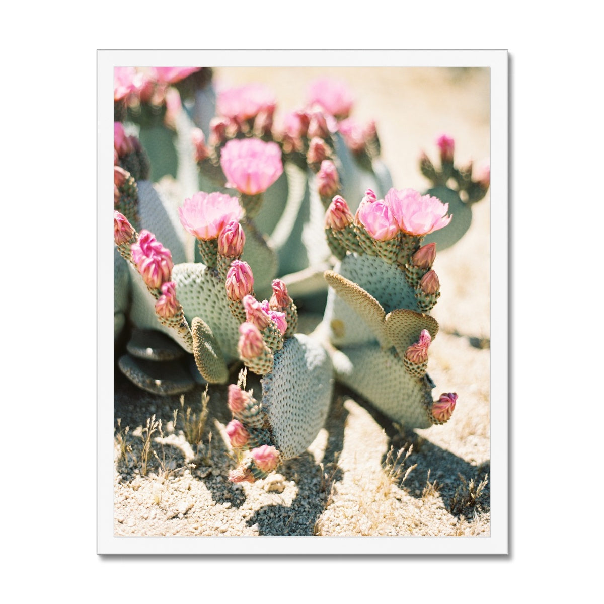 Pink Blossomed Cactus