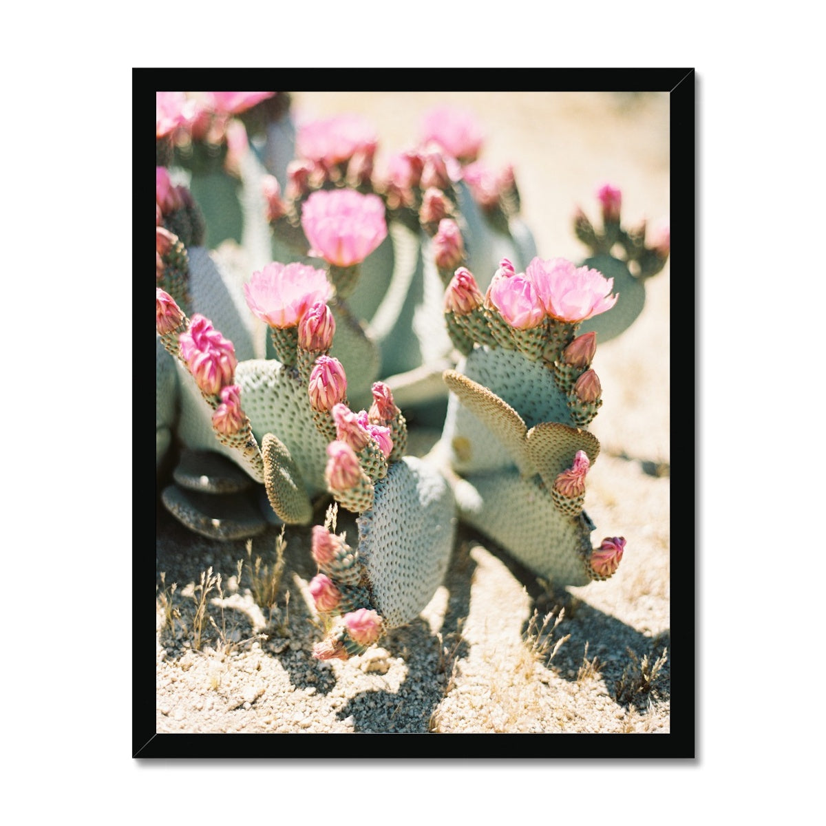 Pink Blossomed Cactus