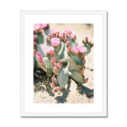 Pink Blossomed Cactus