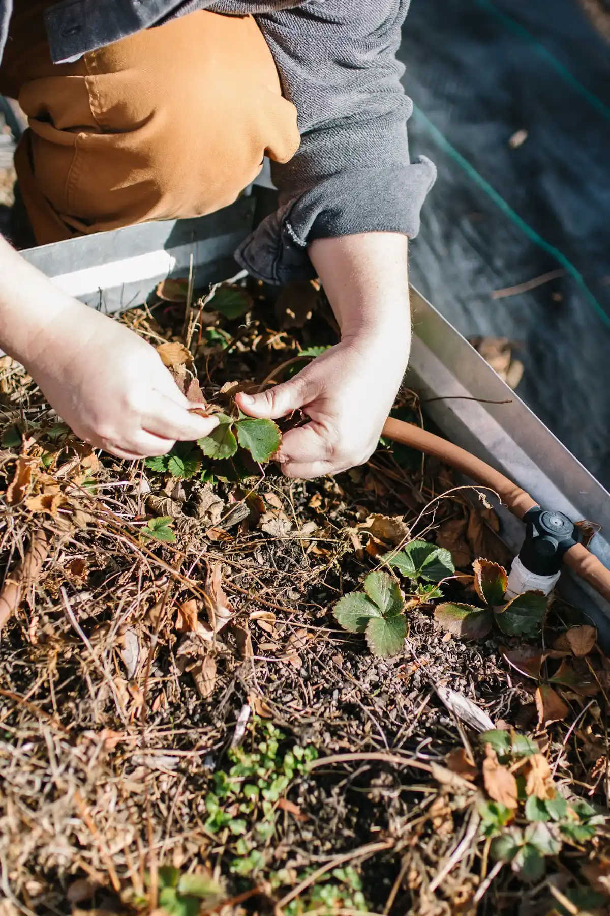Gardening