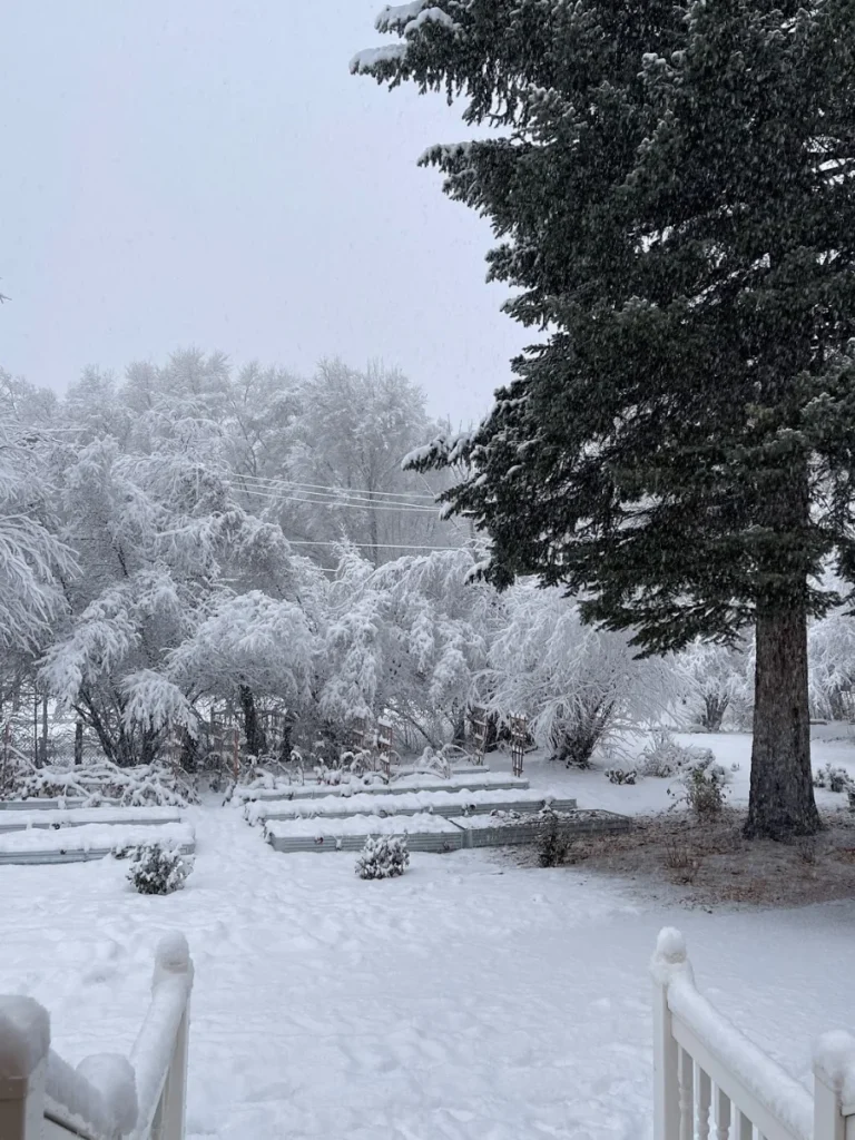 The First Snowfall